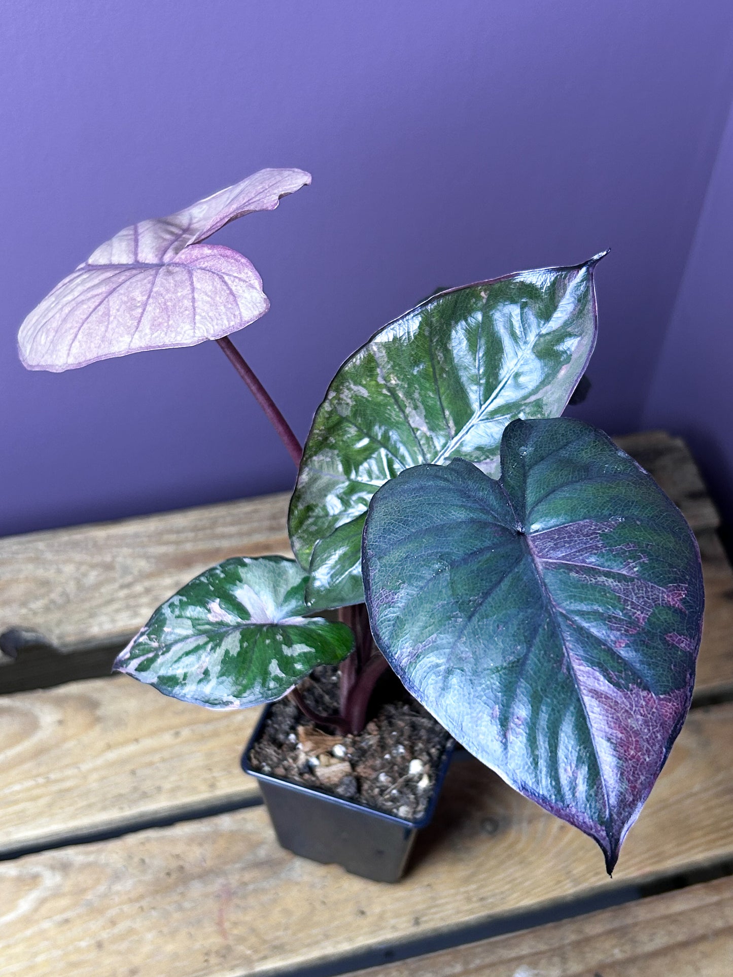 Alocasia Serendipity variegata
