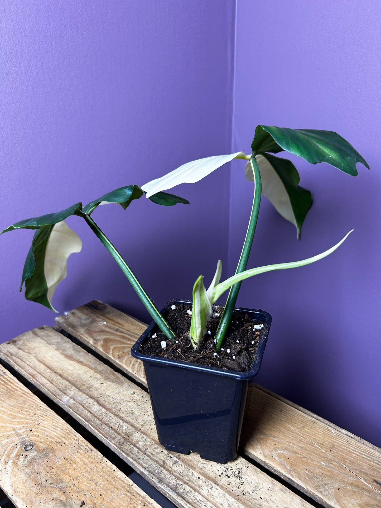 Philodendron Golden Dragon albo variegata