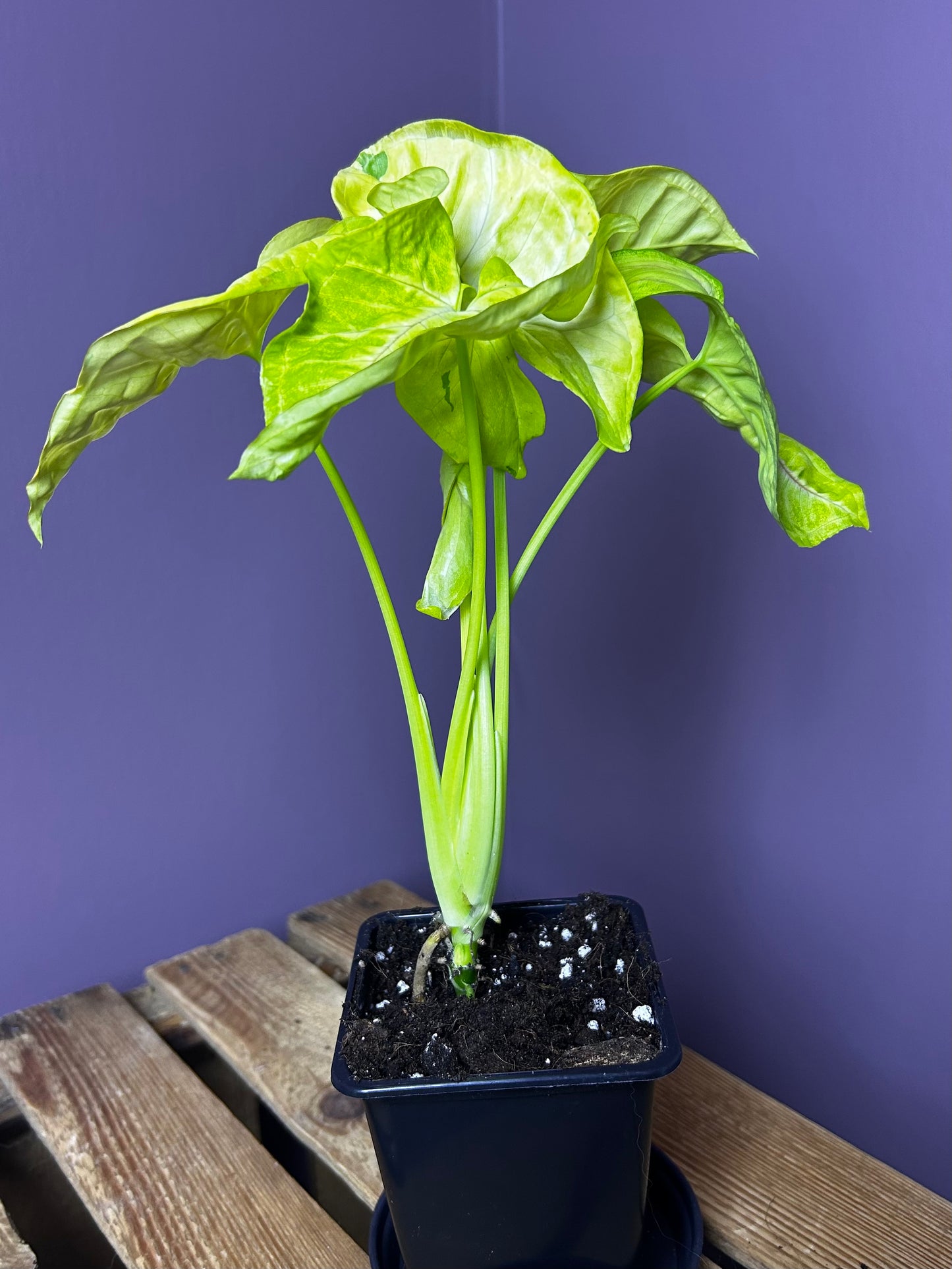 Syngonium Lime Soda
