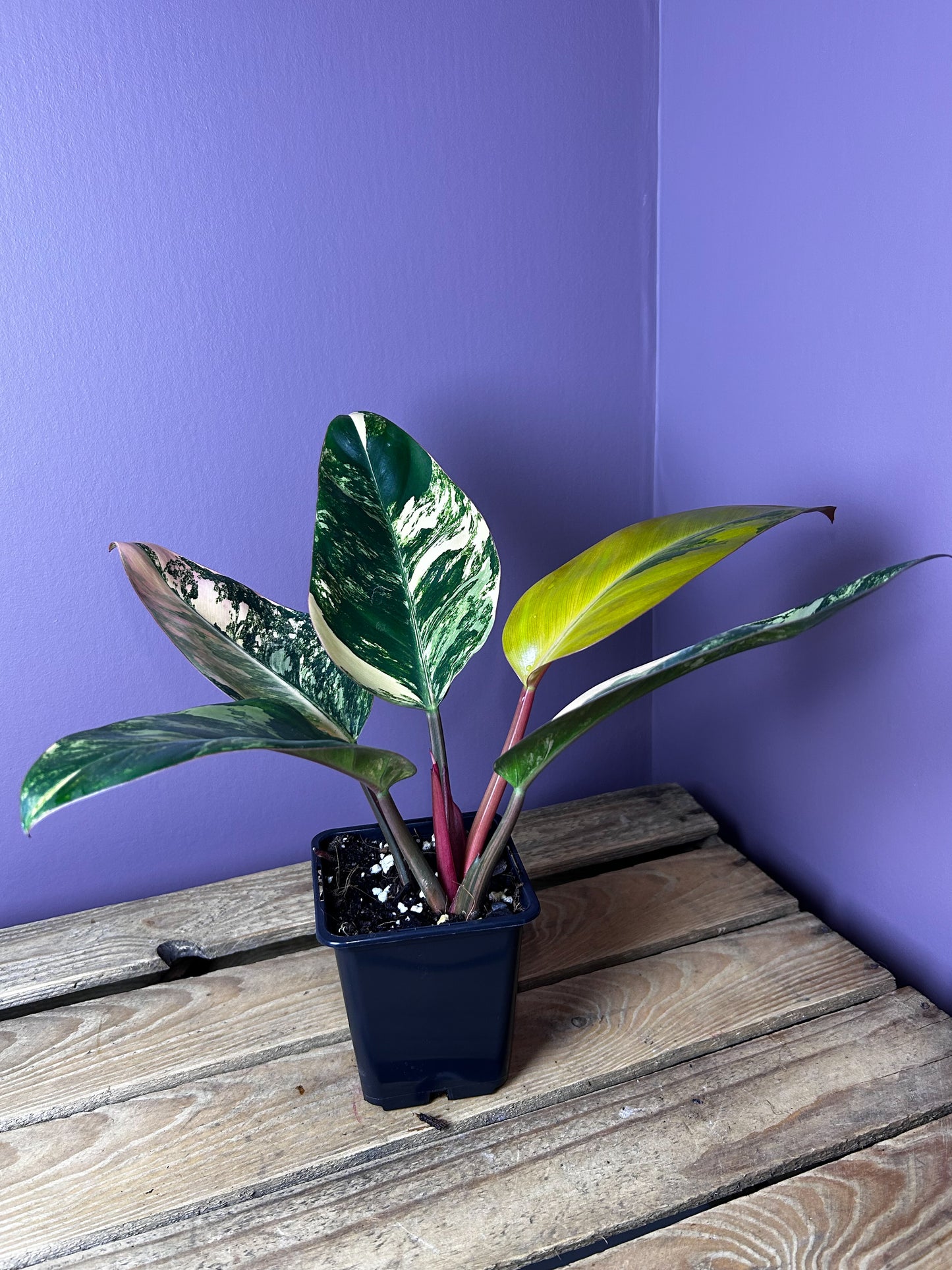 Philodendron Red Congo variegata