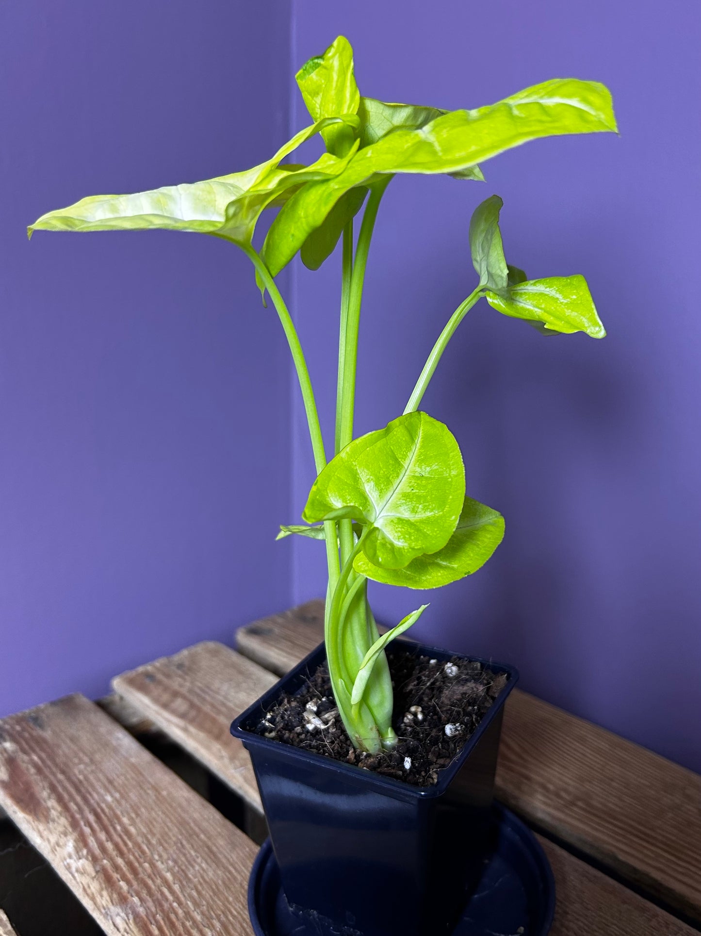 Syngonium Lime Soda