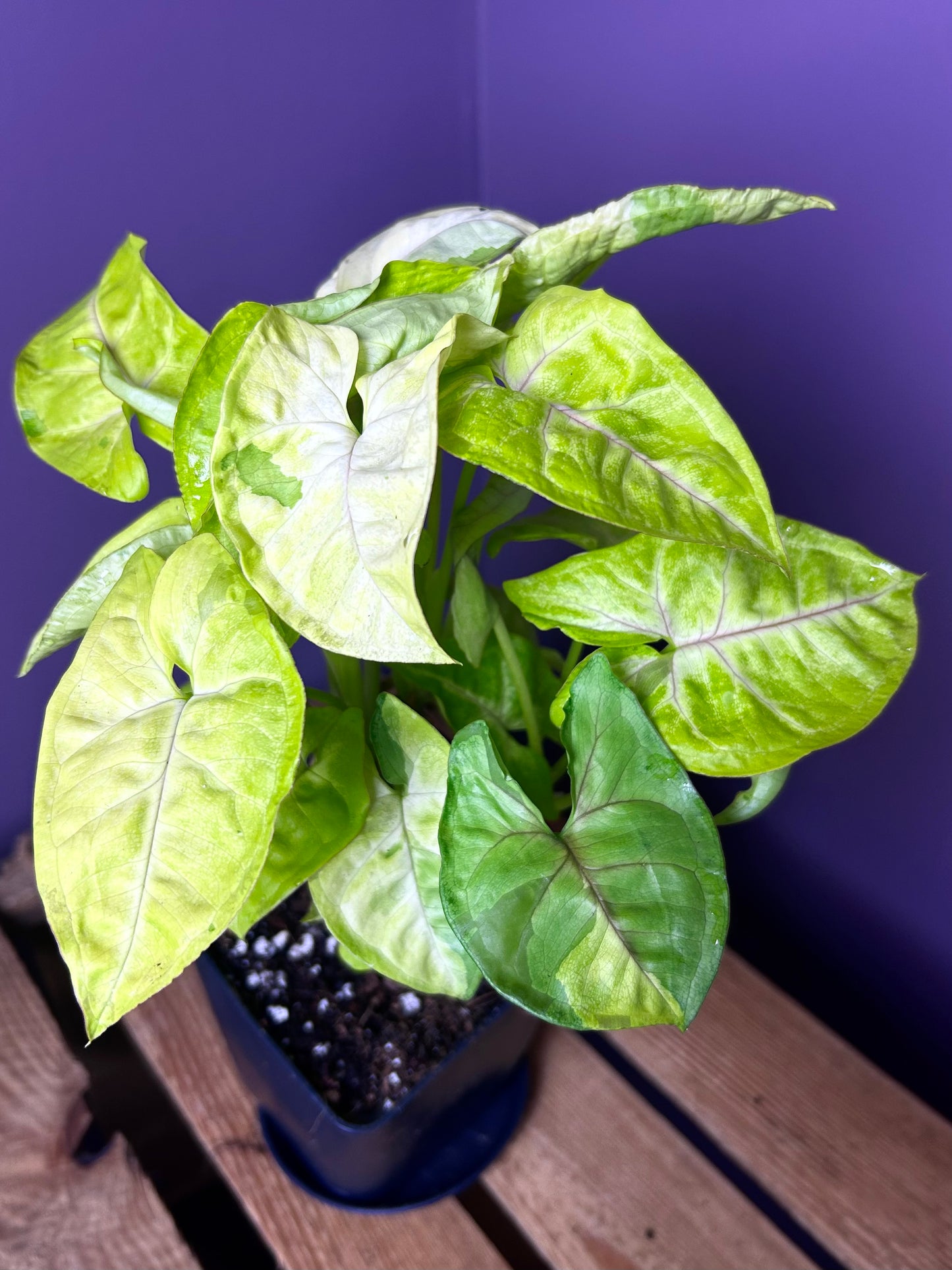 Syngonium Lime Soda - XL
