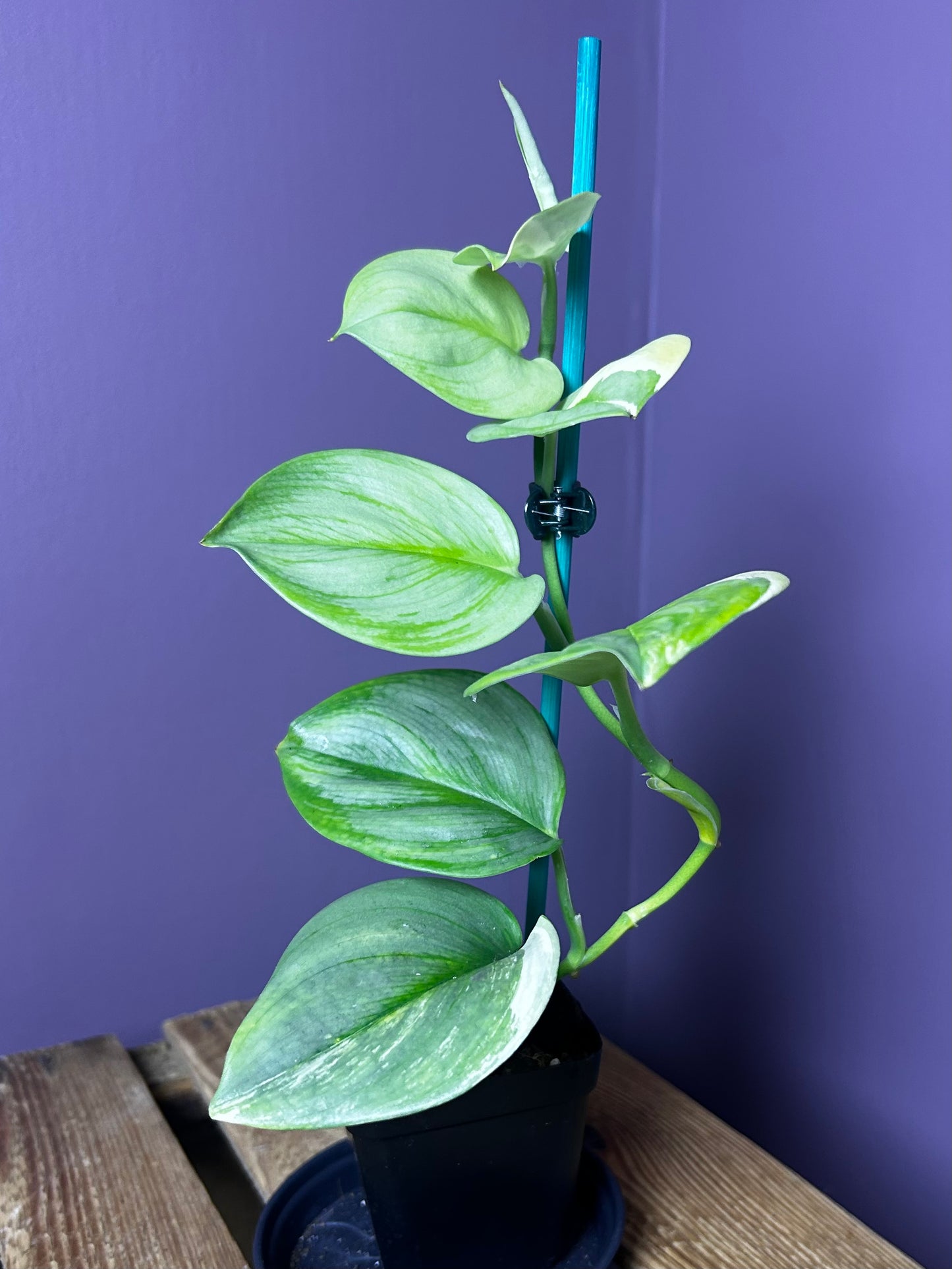 Scindapsus Rubicon 2