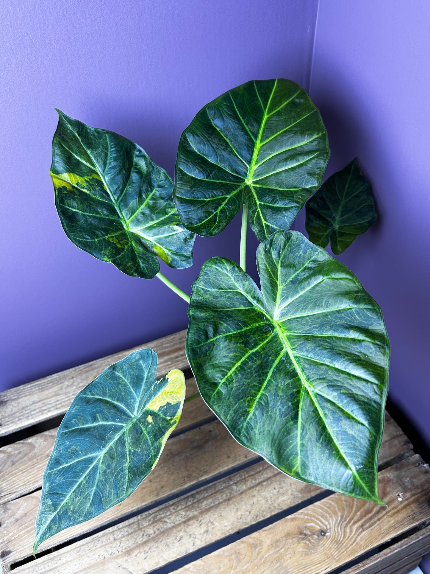 Alocasia Regal Shields aurea variegata - L