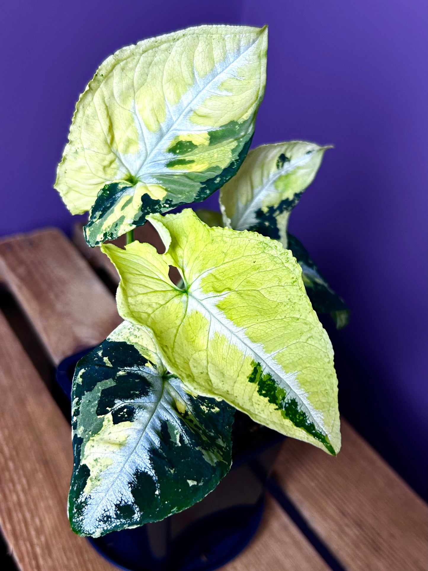 Syngonium Scrambled Eggs 2