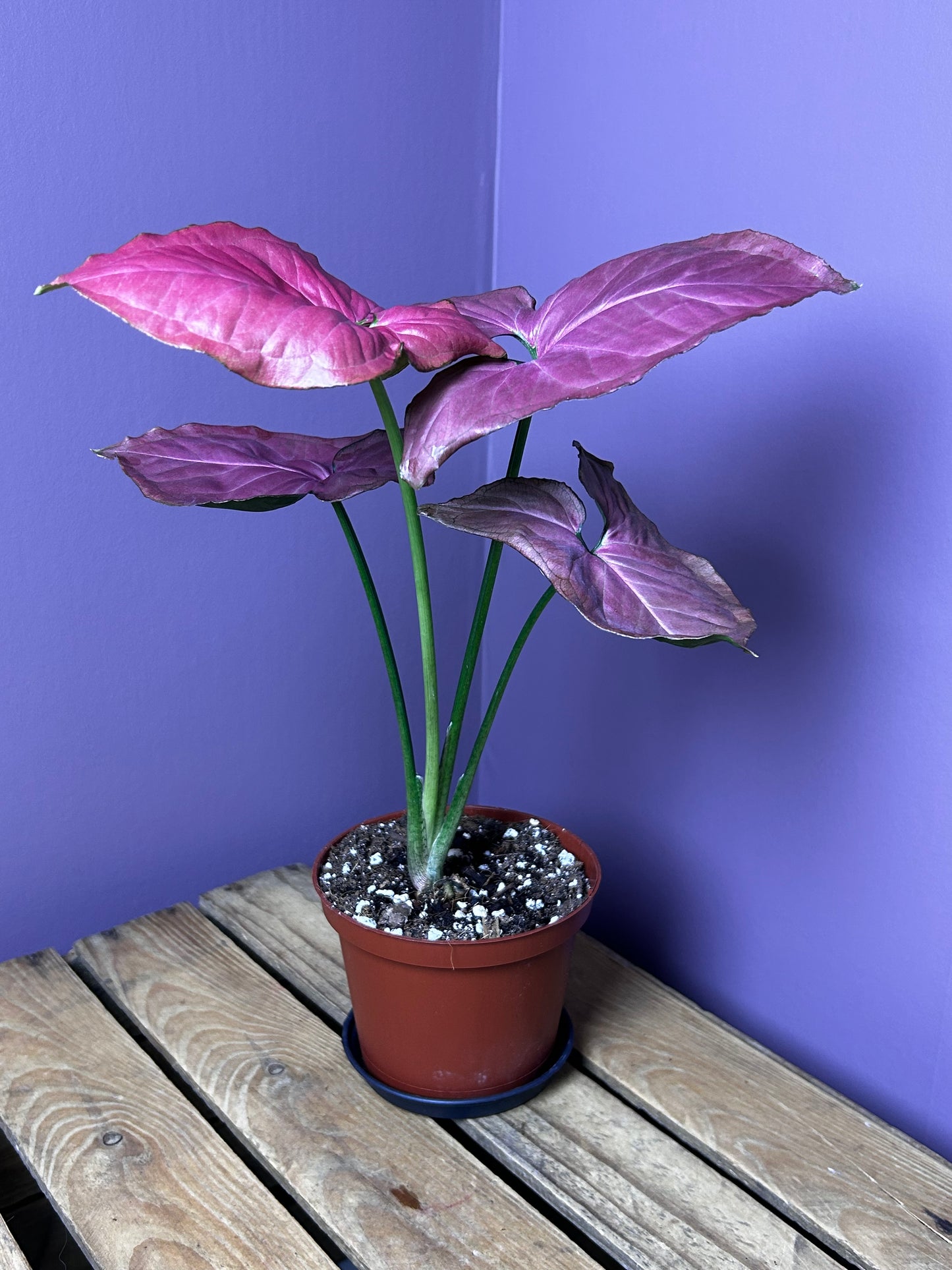 Syngonium Orm Nak Red
