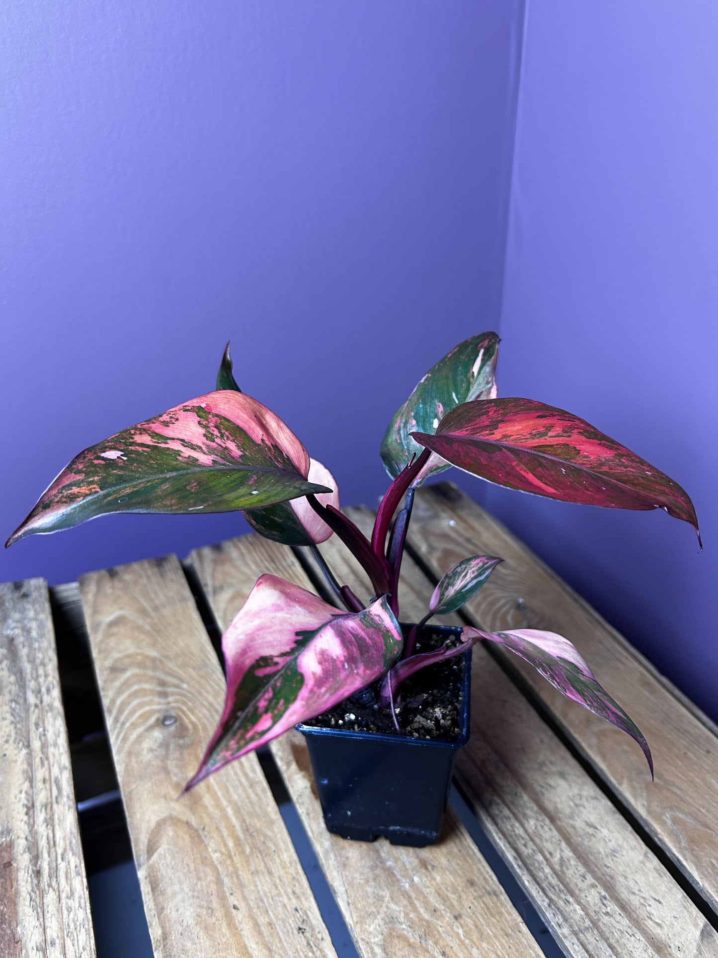 Philodendron Princess of Fire variegata