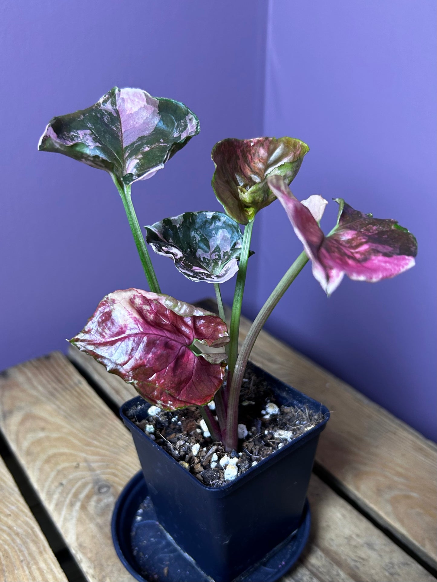 Syngonium Strawberry Ice Galaxy 1