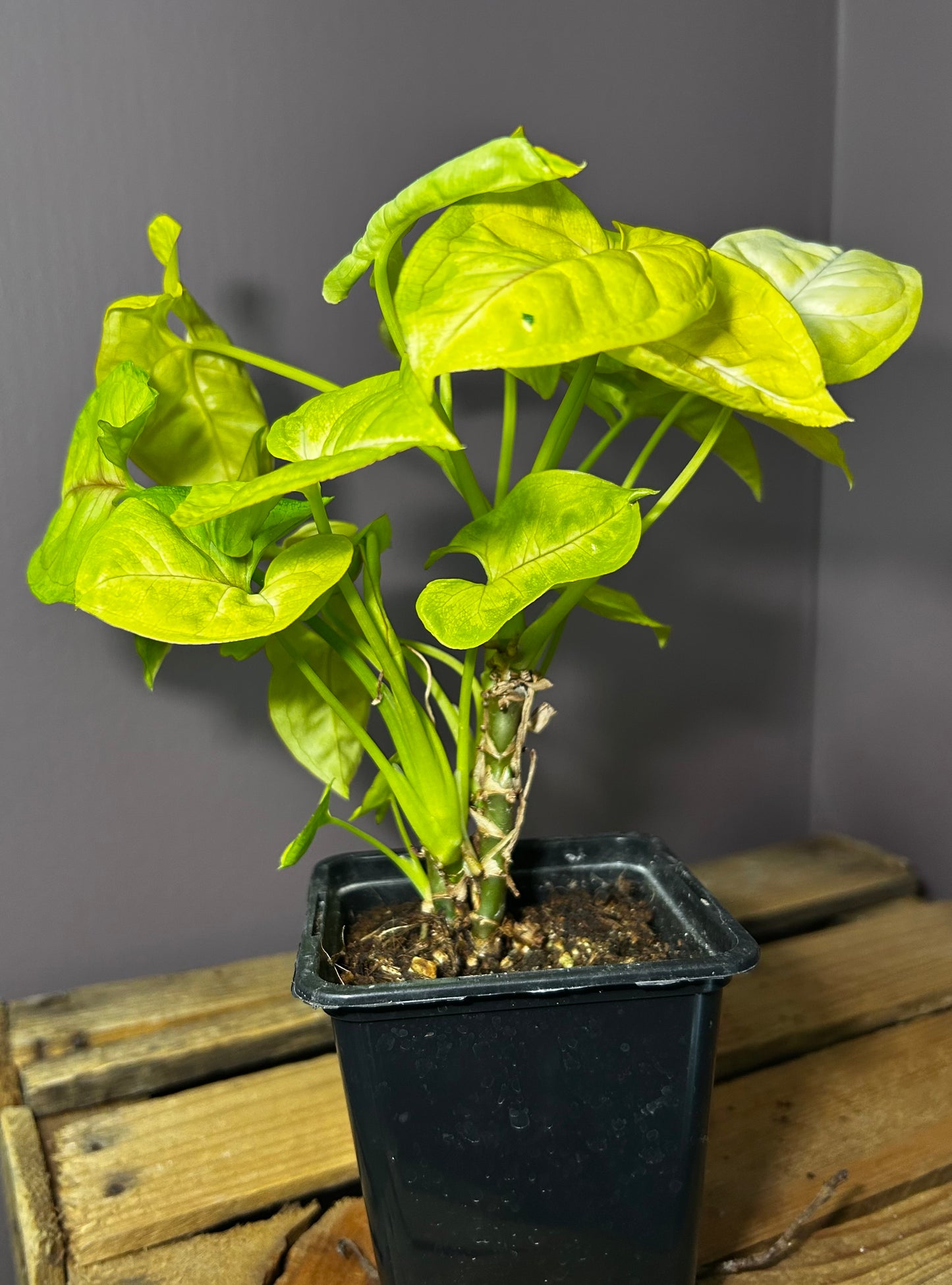 Syngonium Lime Soda 4