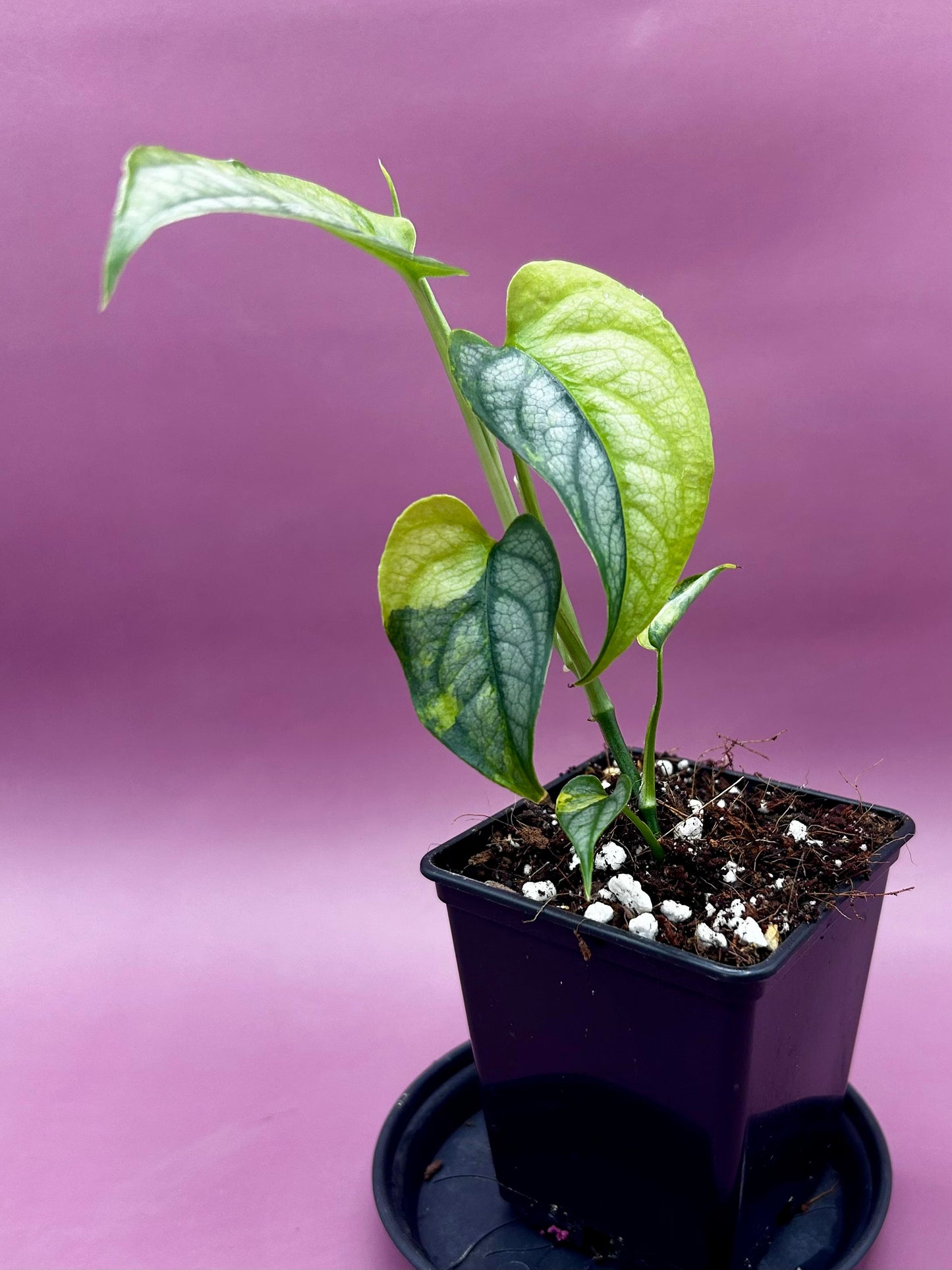 Monstera Siltepecana variegata (aurea) 2