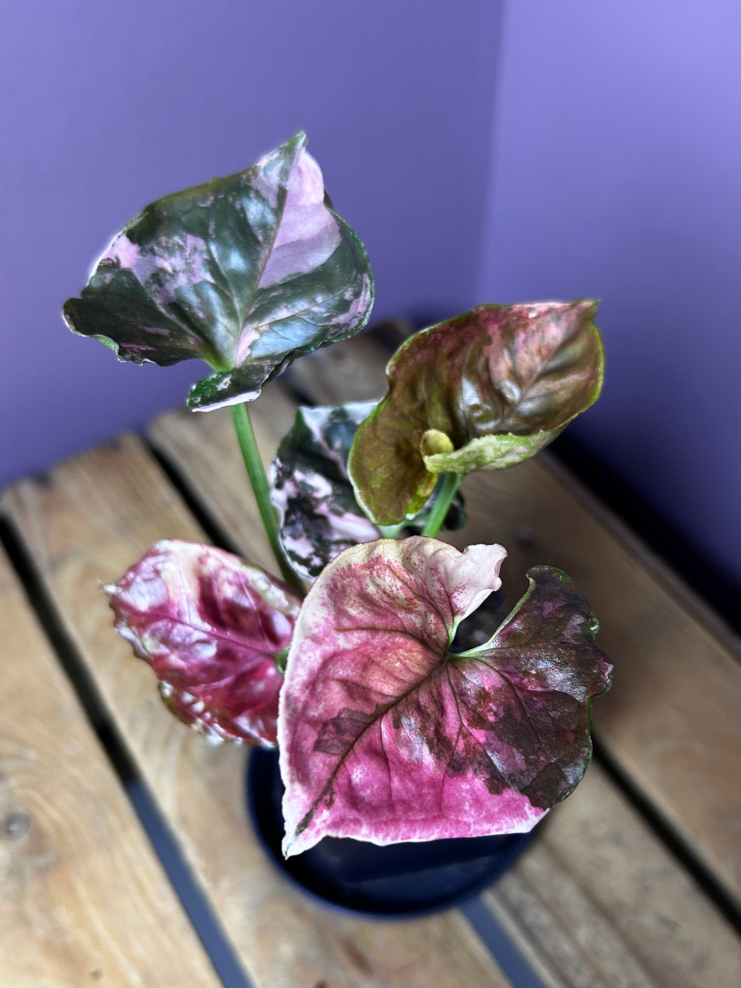 Syngonium Strawberry Ice Galaxy 1