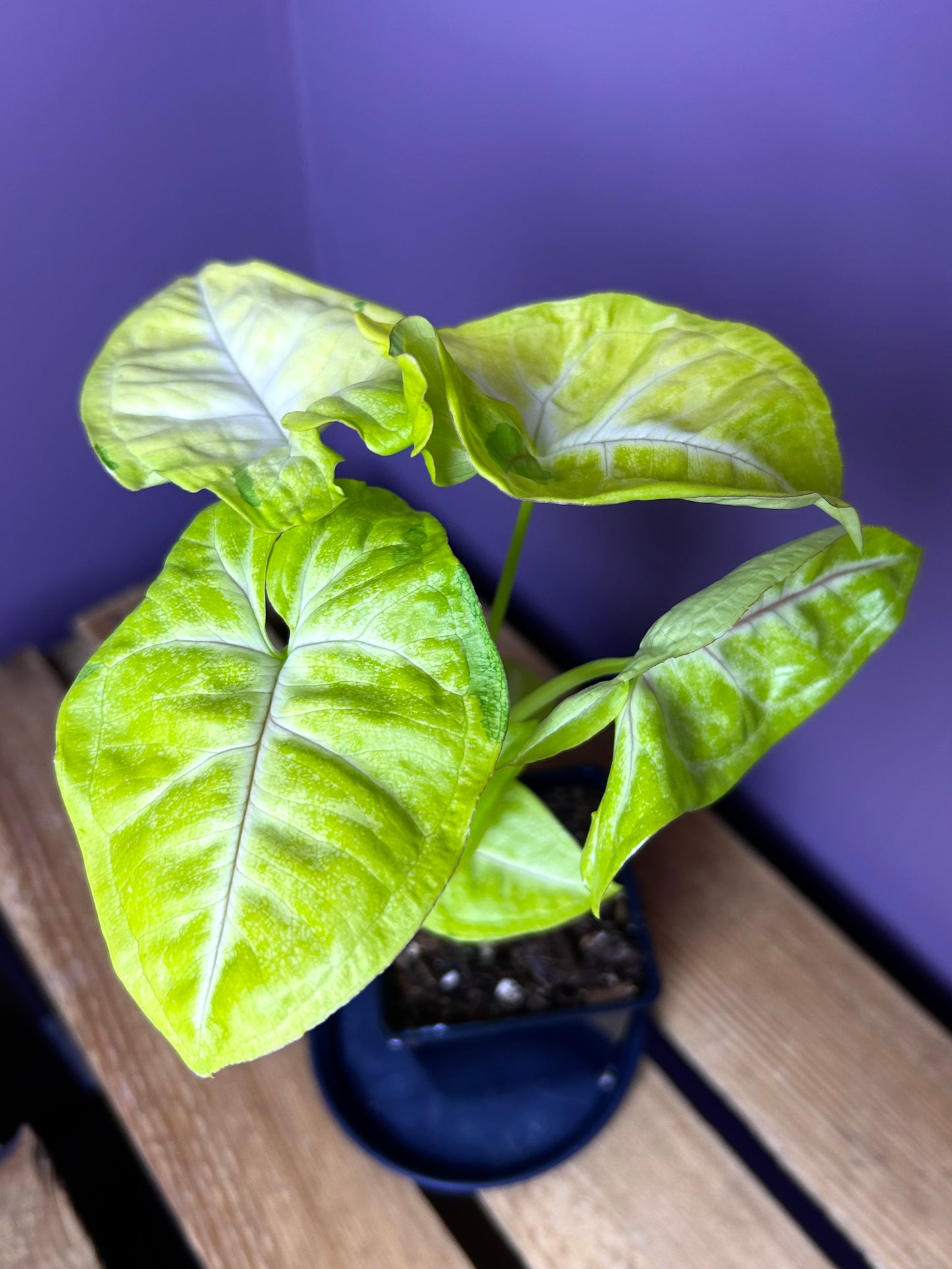 Syngonium Lime Soda