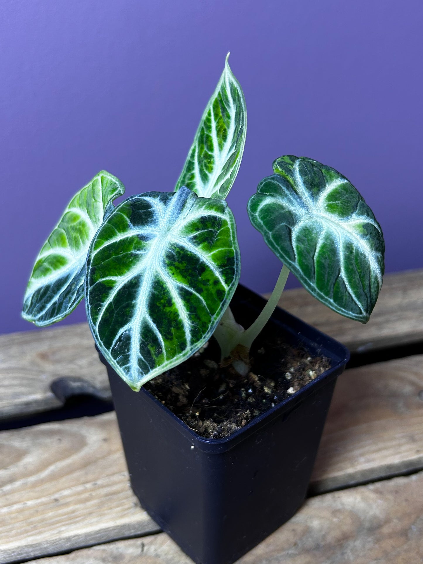 Alocasia Ninja variegata (green/yellow) 1
