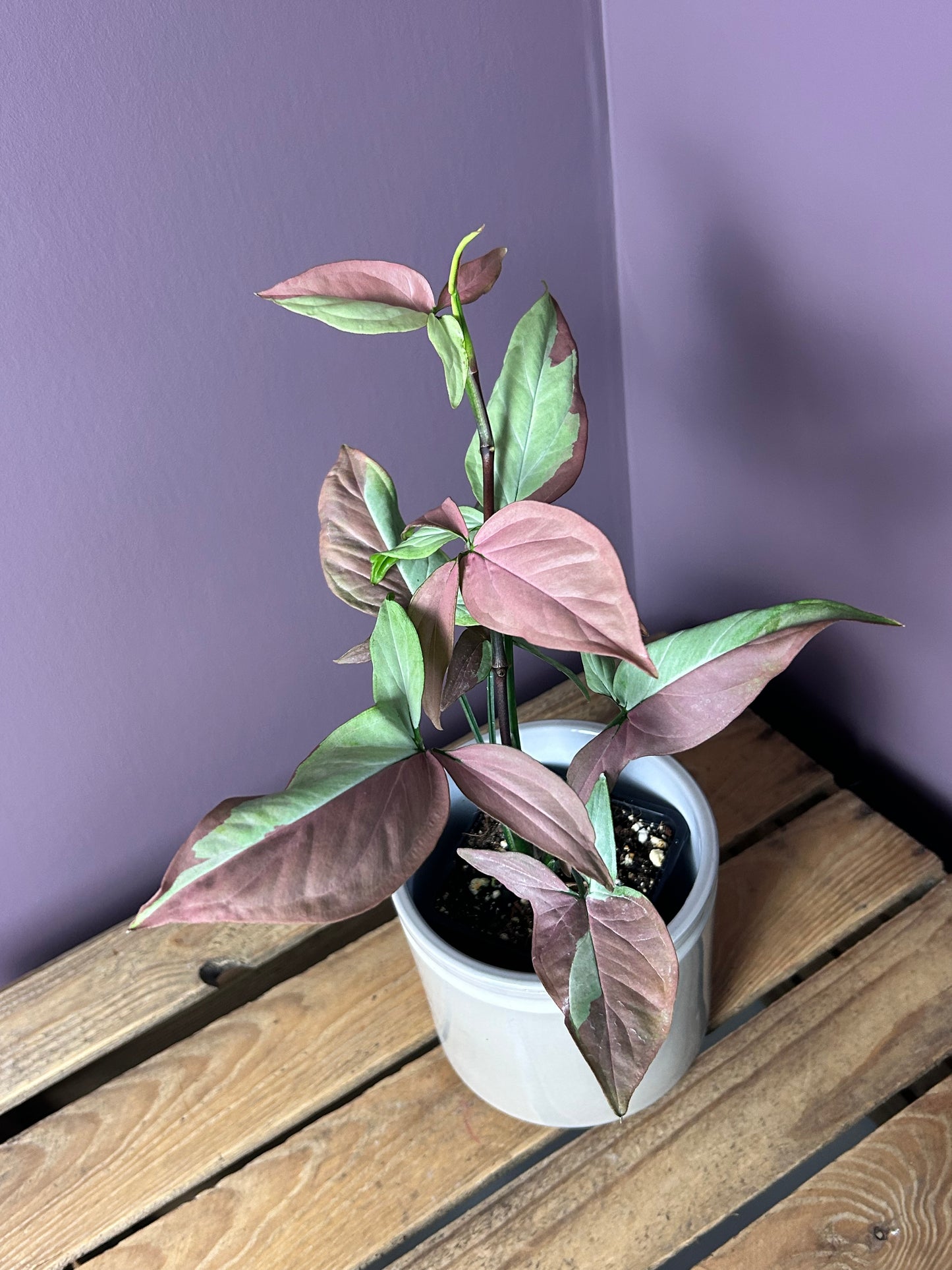 Syngonium Strawberry Milk - L