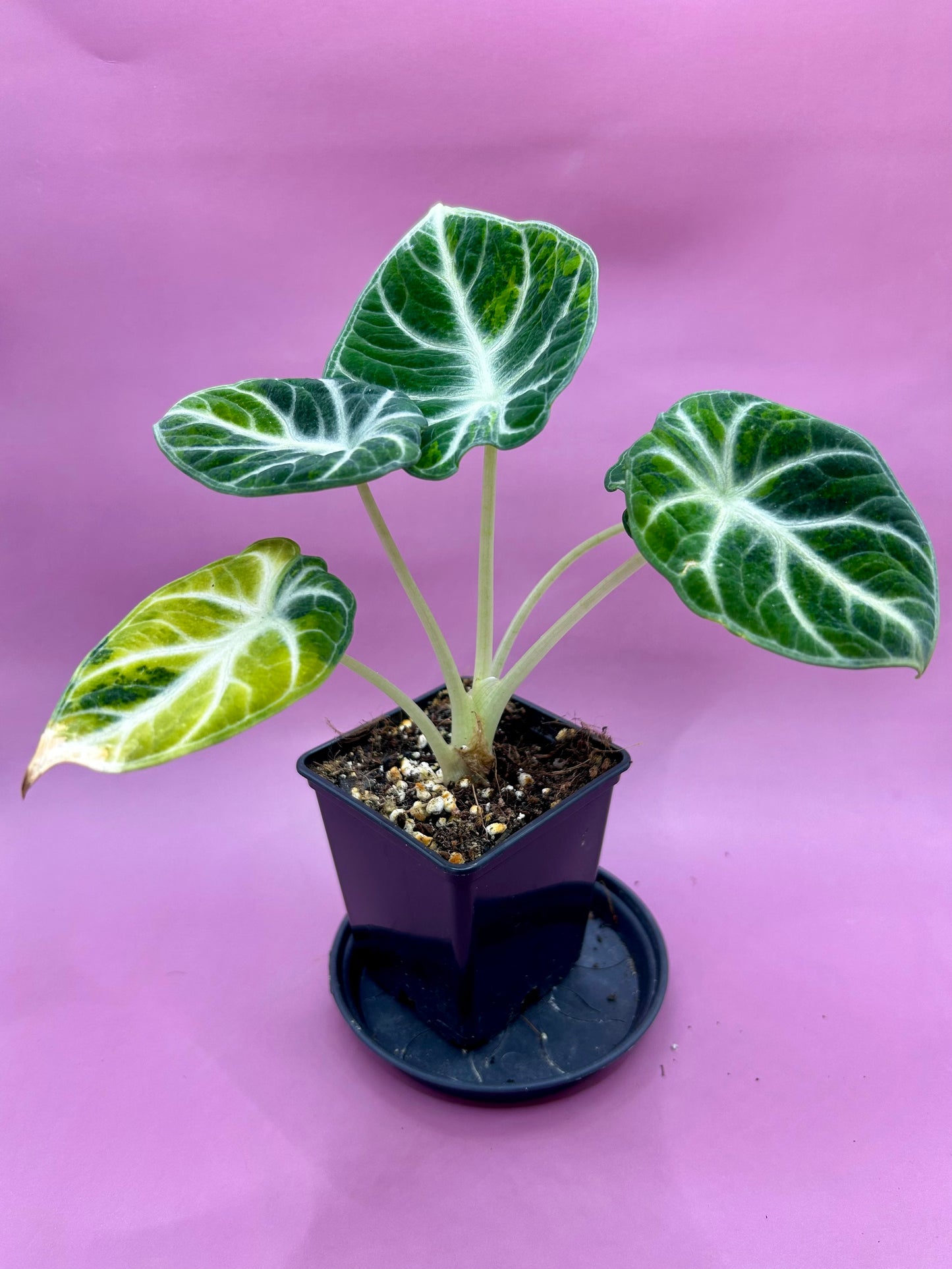 Alocasia Ninja variegata (green/yellow) 2