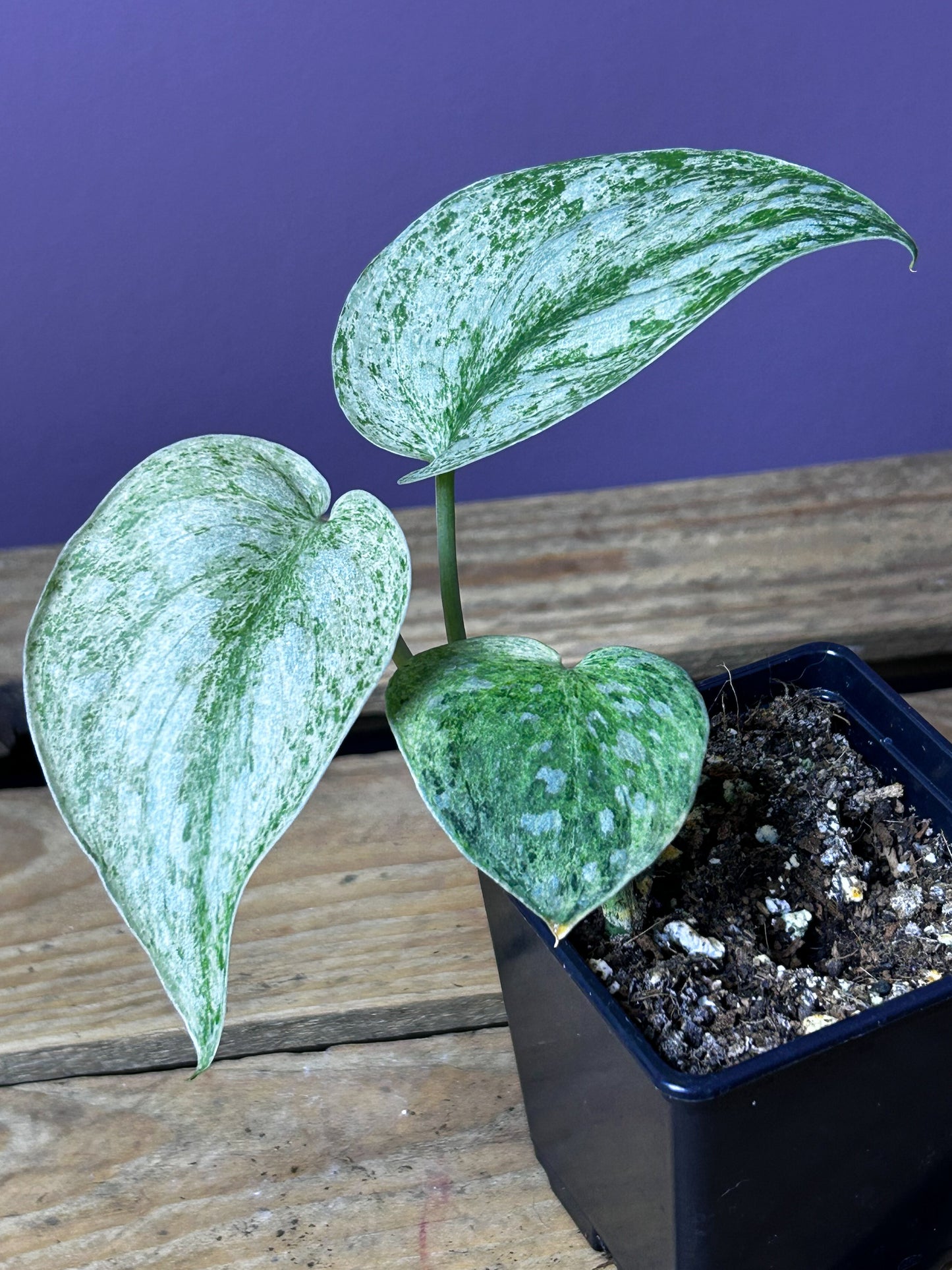 Scindapsus Hologram 2