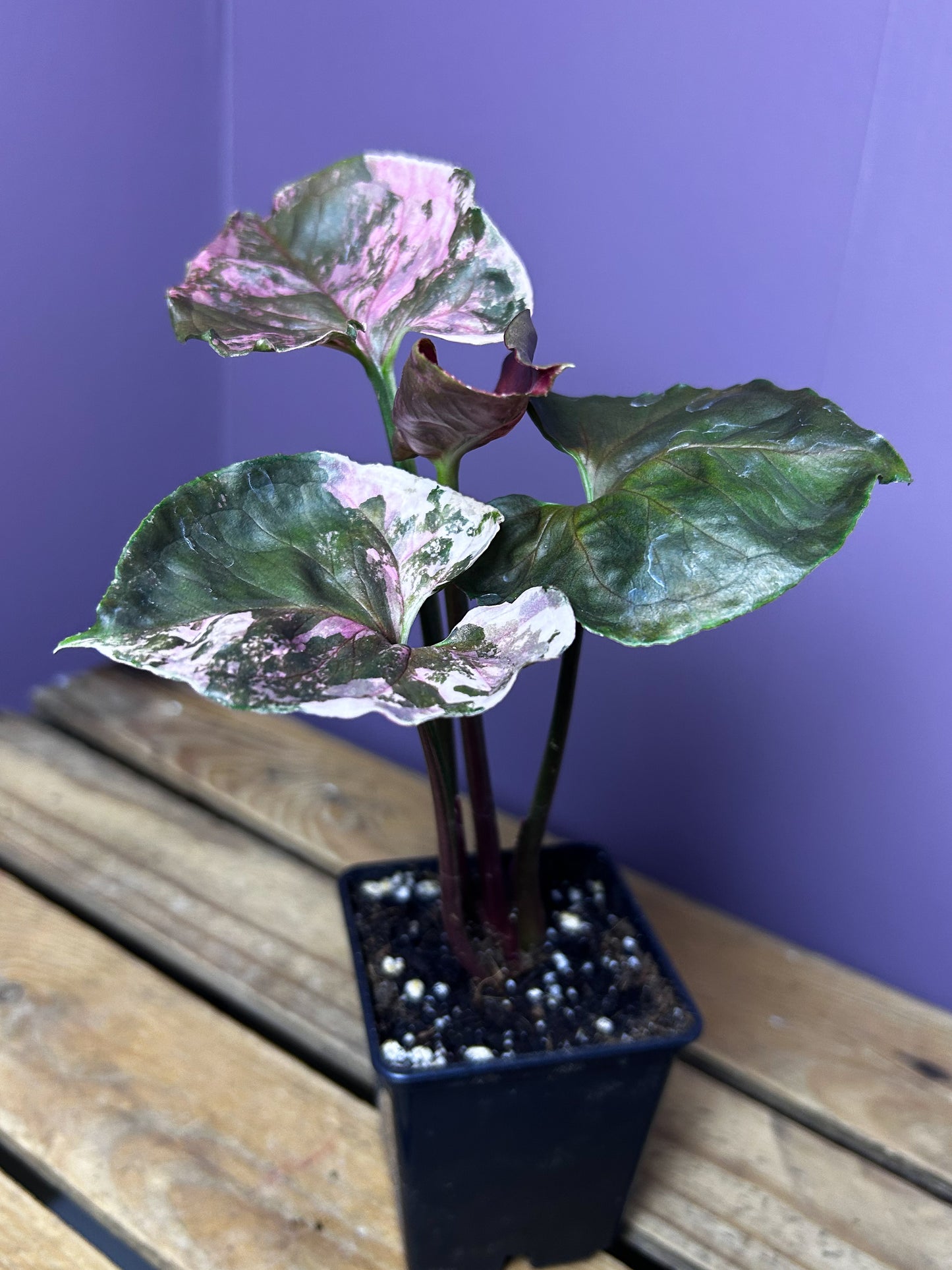 Syngonium Strawberry Ice Galaxy 2