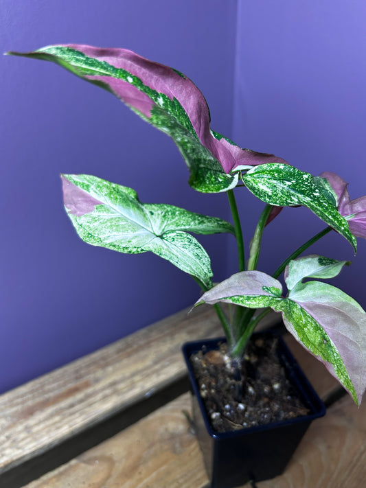 Syngonium Red Spot Tricolor mutation 1