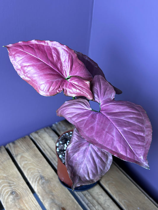 Syngonium Orm Nak Red