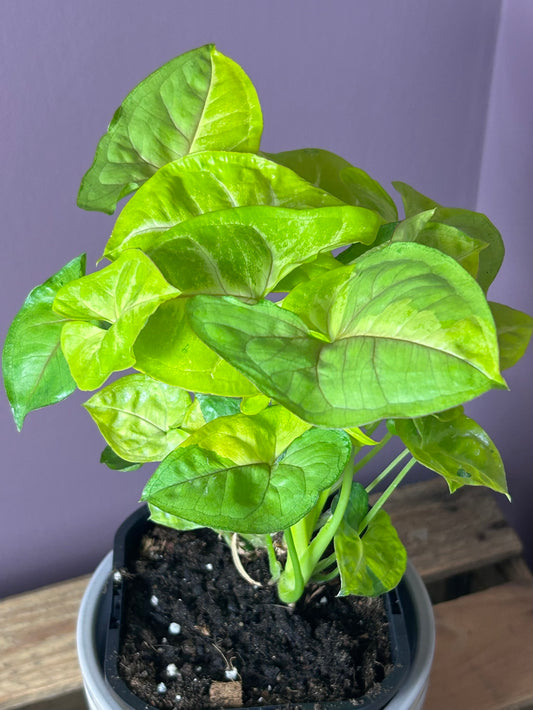 Syngonium Lime Soda - XL