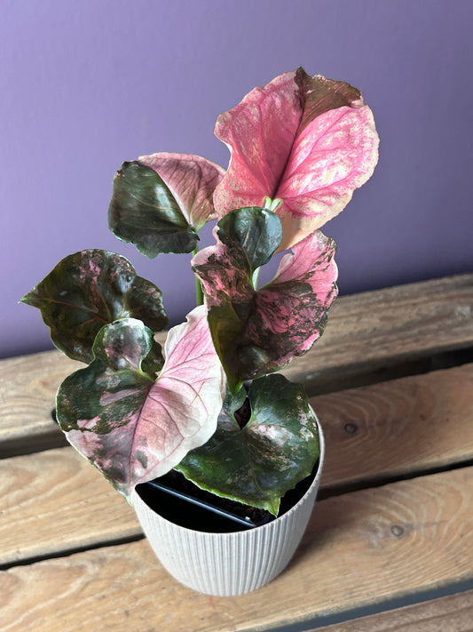 Syngonium Strawberry Ice Galaxy - L