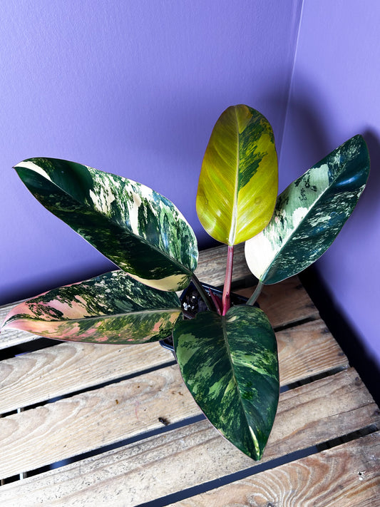 Philodendron Red Congo variegata