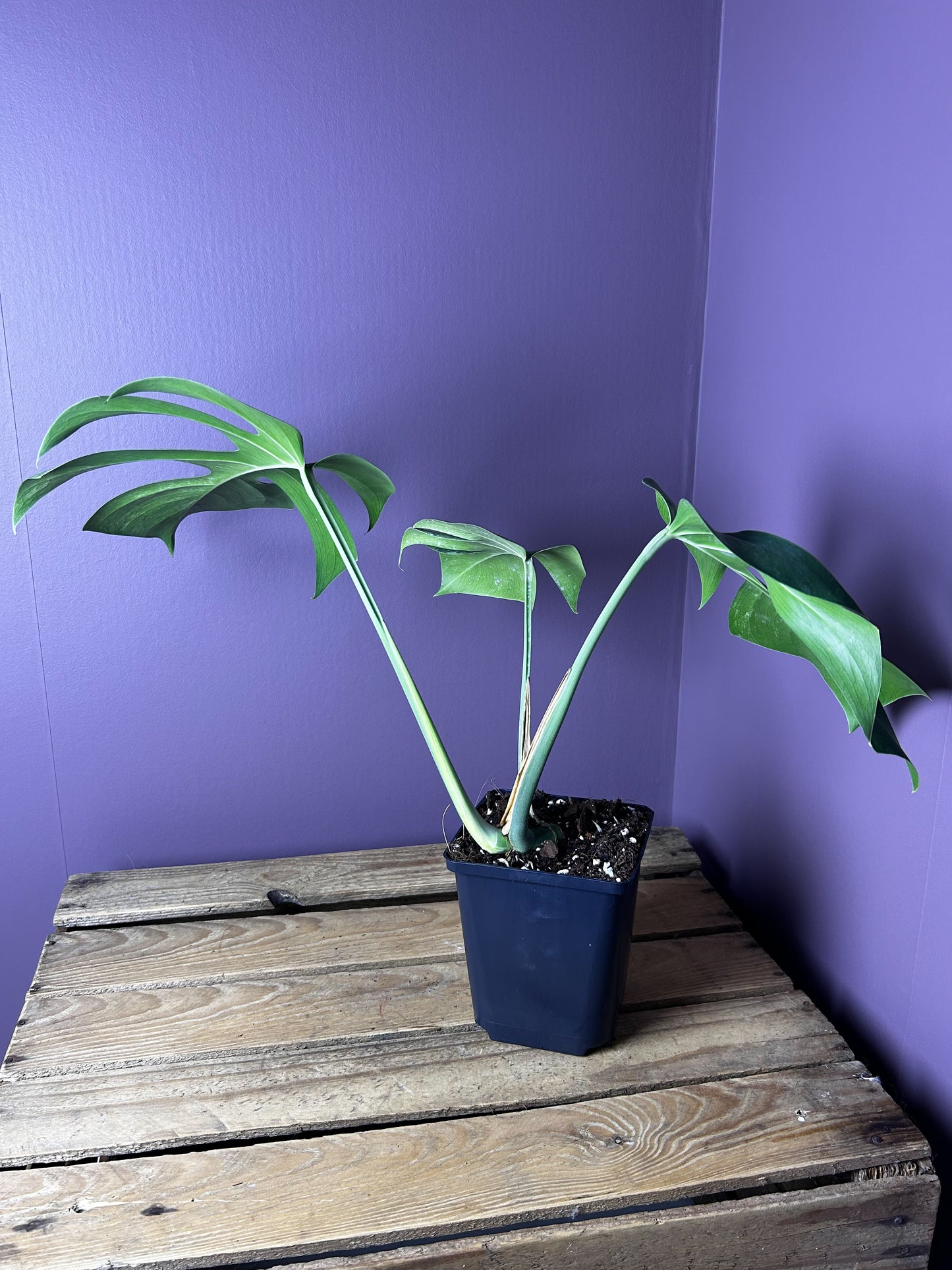 Monstera Jungle Mint