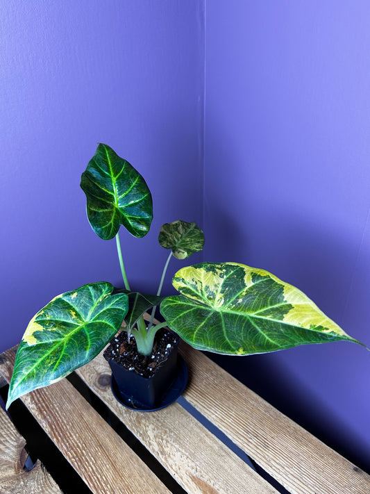 Alocasia Regal Shields aurea variegata