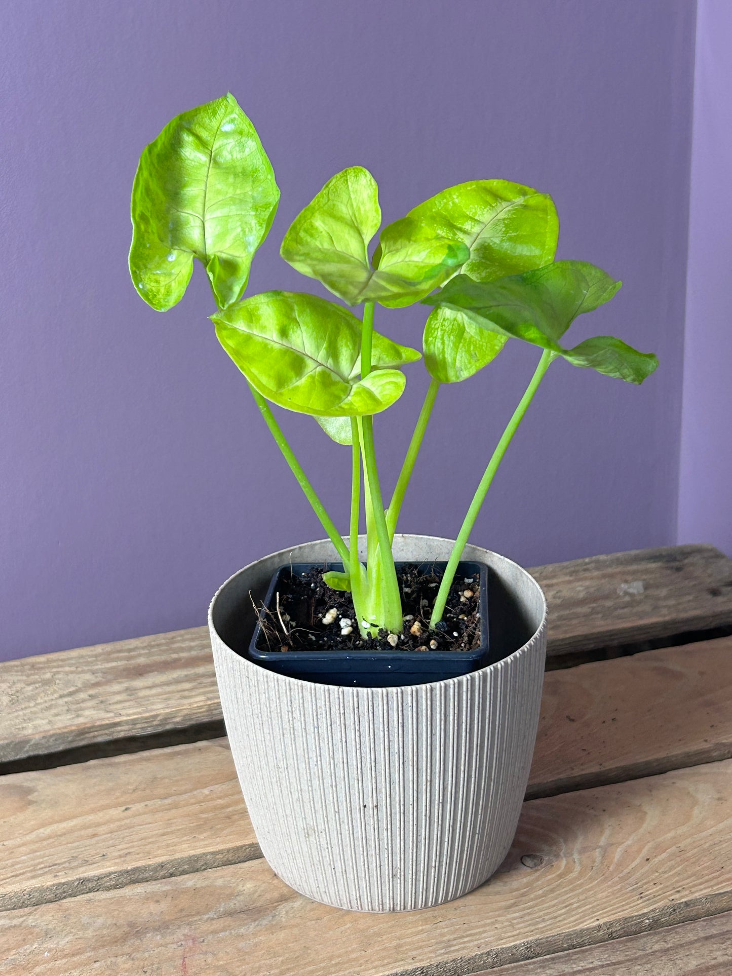 Syngonium Lime Soda - M