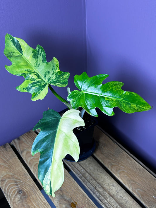 Philodendron Radiatum variegata