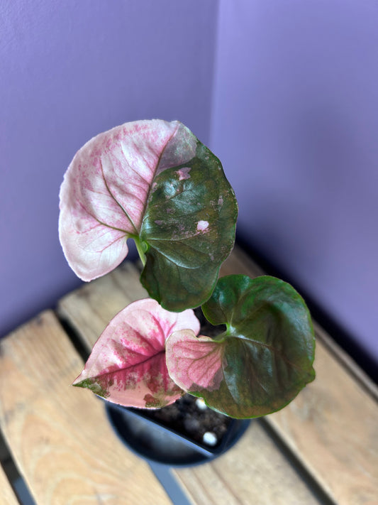 Syngonium Strawberry Ice Galaxy - M