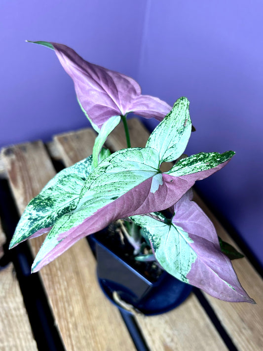 Syngonium Red Spot Tricolor mutation
