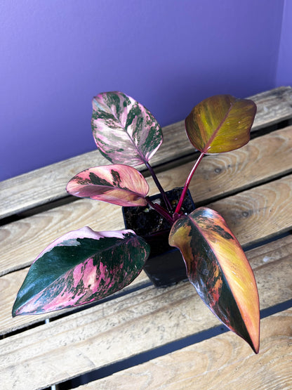 Philodendron Princess of Fire variegata 2