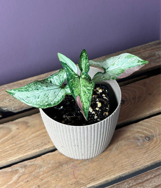 Syngonium Red Spot Tricolor mutation - S