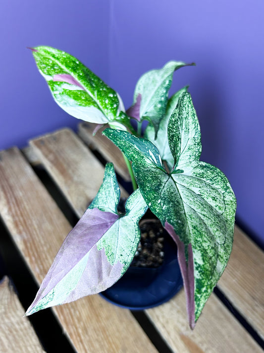 Syngonium Red Spot Tricolor mutation