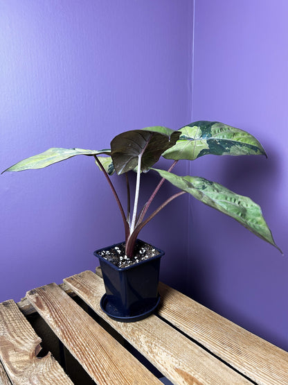 Alocasia Yucatan Princess variegata