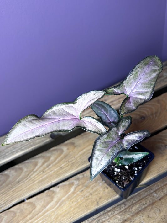 Syngonium Black Pink