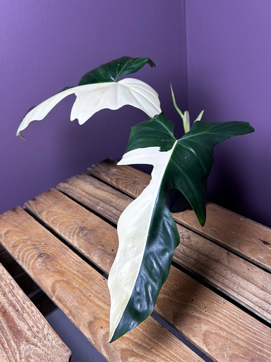 Philodendron Golden Dragon albo variegata