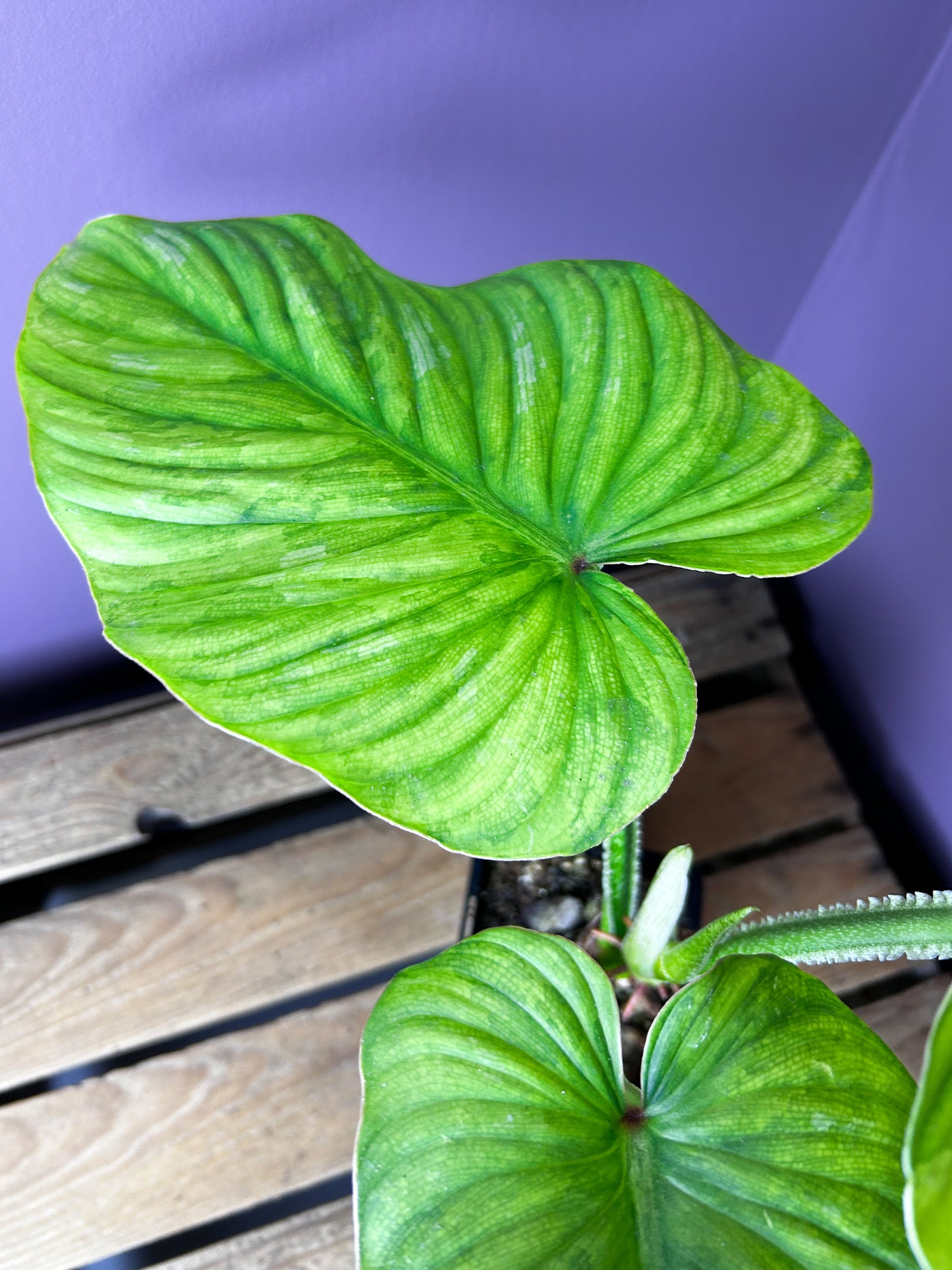 Philodendron Plowmanii variegata 2
