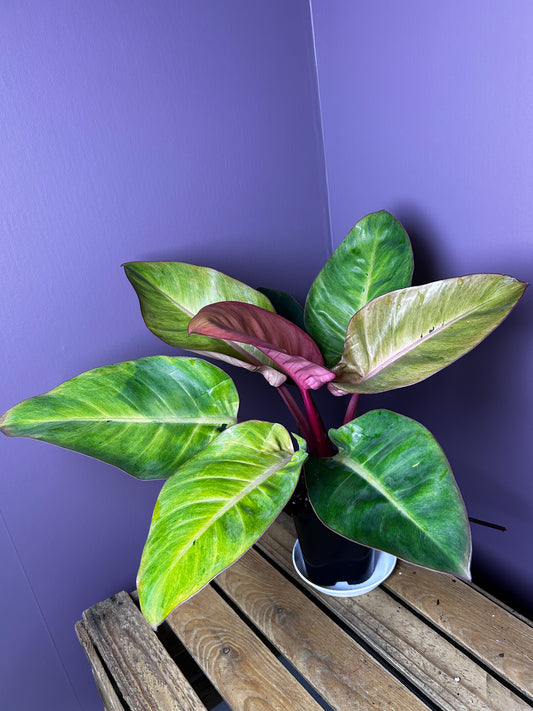 Philodendron Red Congo mint variegata 3 - XL