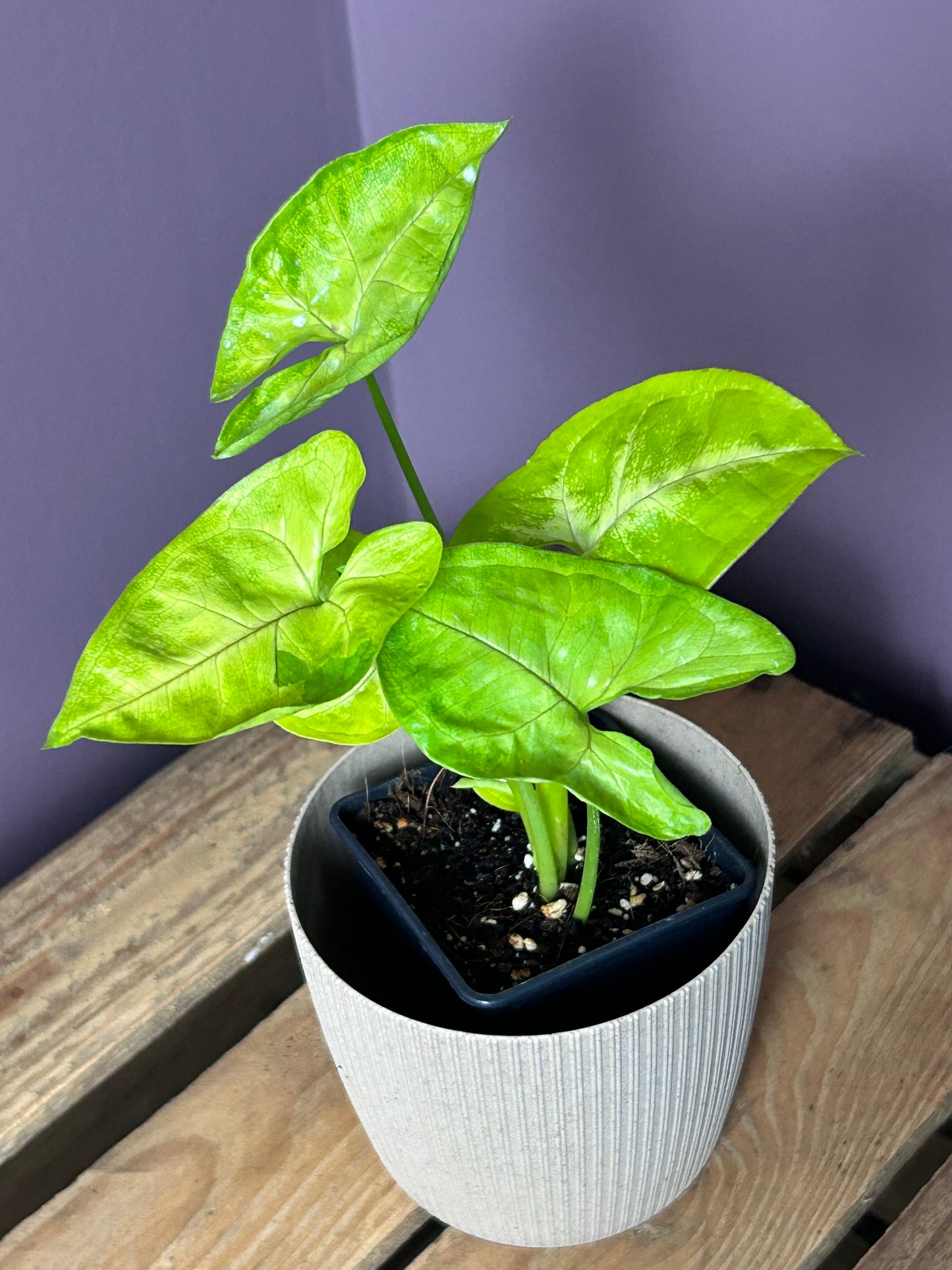 Syngonium Lime Soda - M