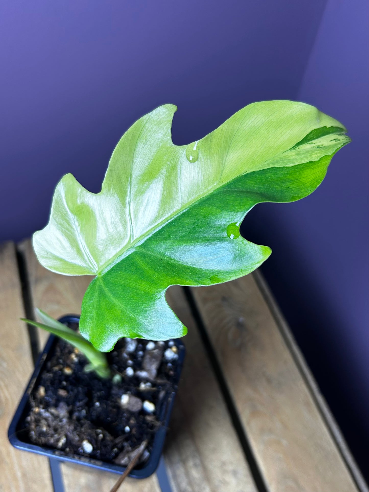 Philodendron Radiatum variegata