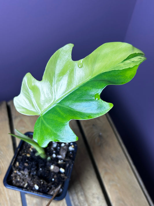 Philodendron Radiatum variegata