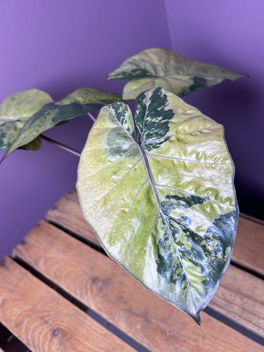 Alocasia Yucatan Princess variegata