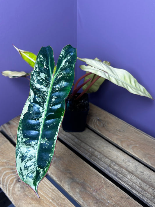 Philodendron Billietiae variegata