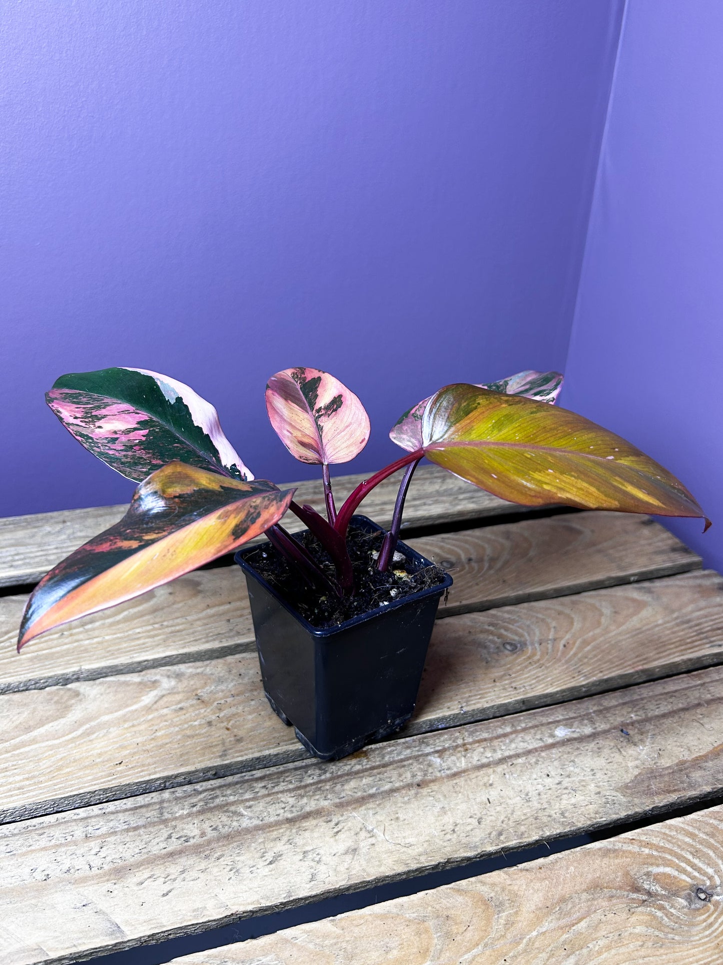 Philodendron Princess of Fire variegata 2