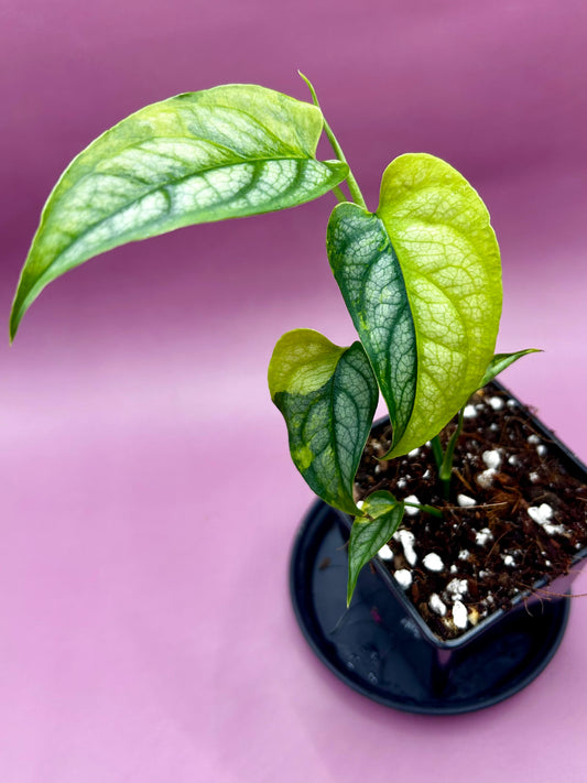 Monstera Siltepecana variegata (aurea) 2