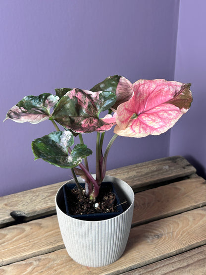 Syngonium Strawberry Ice Galaxy - L