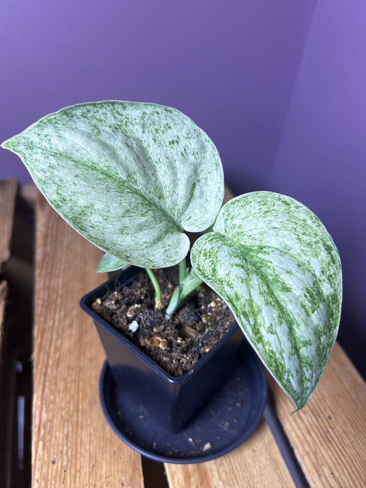 Scindapsus Hologram 1