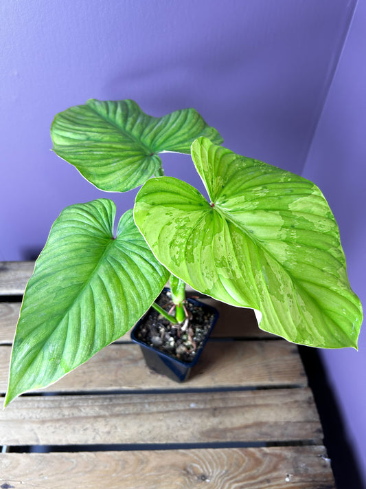 Philodendron Plowmanii variegata 2
